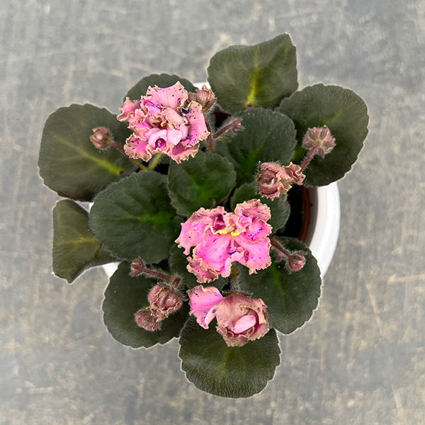 ミニセントポーリア：ロブス　ラフスタッフ 2.5号鉢植え