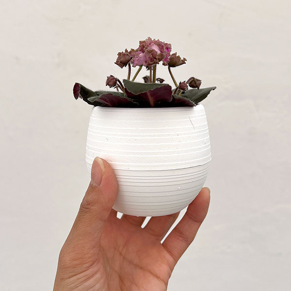 ミニセントポーリア：ロブス　ラフスタッフ 2.5号鉢植え