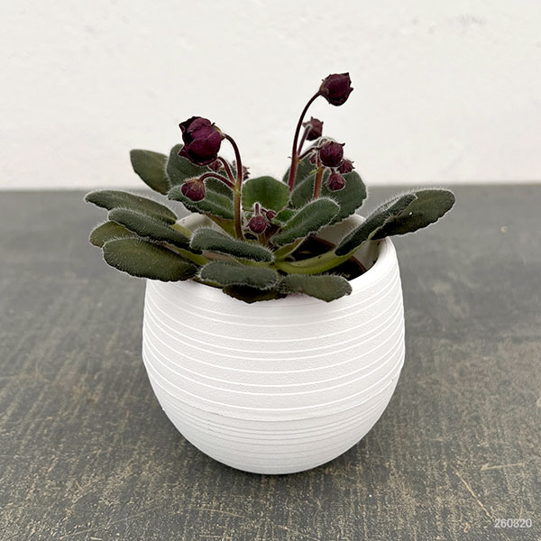 ミニセントポーリア:サザン スプリングタイム 2.5号鉢植え