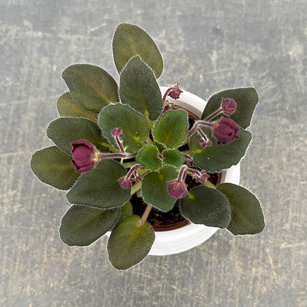 ミニセントポーリア:サザン スプリングタイム 2.5号鉢植え