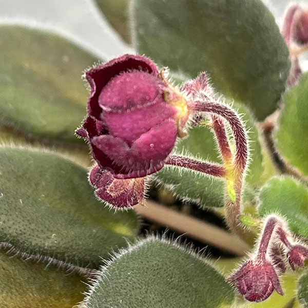 ミニセントポーリア:サザン スプリングタイム 2.5号鉢植え