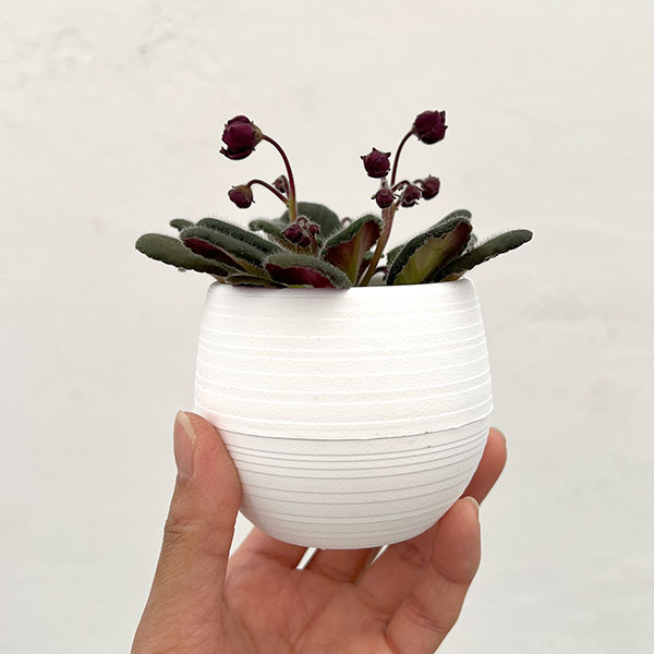 ミニセントポーリア:サザン スプリングタイム 2.5号鉢植え