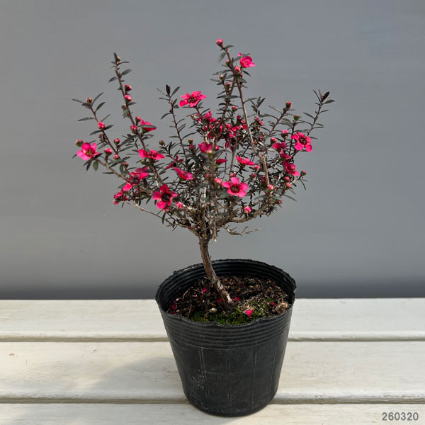 ギョリュウバイ：濃桃花一重3.5号ポット