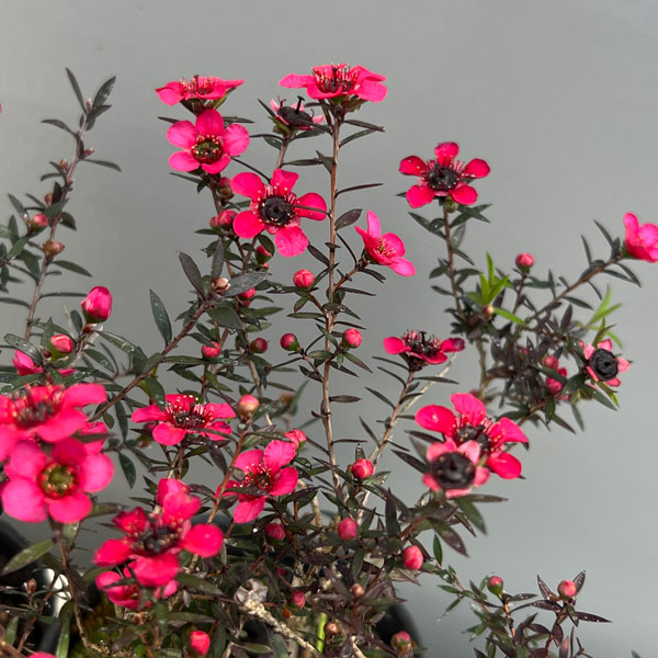 ギョリュウバイ：濃桃花一重3.5号ポット