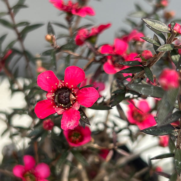 ギョリュウバイ：濃桃花一重3.5号ポット