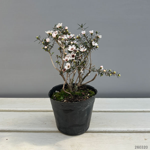 ギョリュウバイ：白一重3.5号ポット