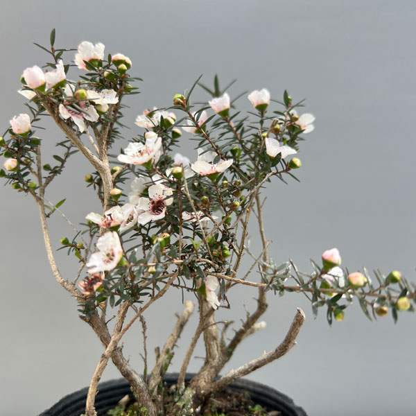 ギョリュウバイ：白一重3.5号ポット