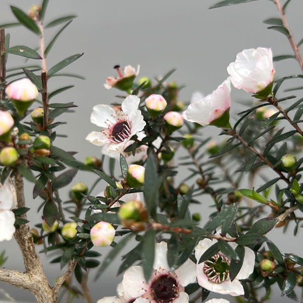 ギョリュウバイ：白一重3.5号ポット