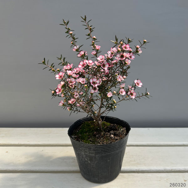 ギョリュウバイ：桃覆輪一重3.5号ポット