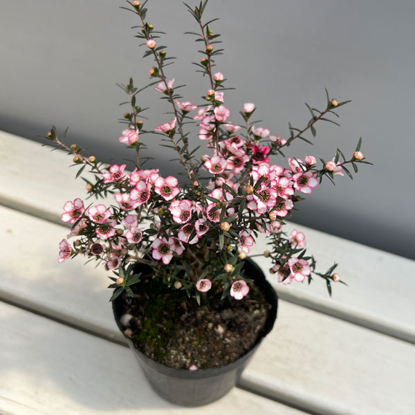 ギョリュウバイ：桃覆輪一重3.5号ポット