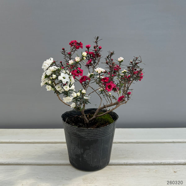 ギョリュウバイ：桃白八重（二色）3.5号ポット