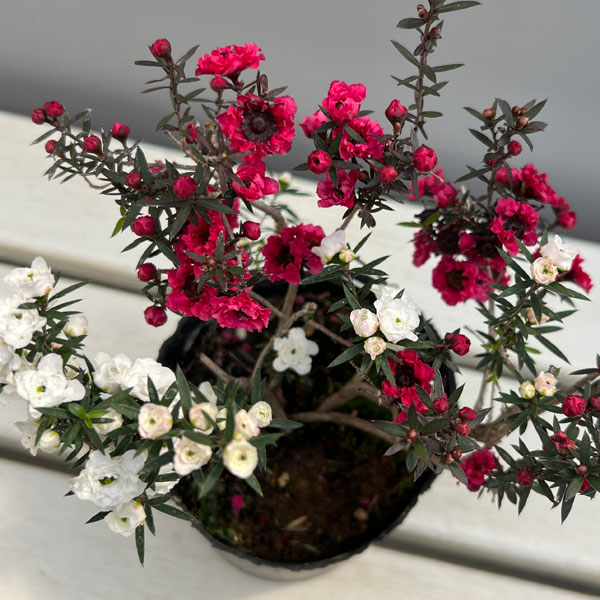 ギョリュウバイ：桃白八重（二色）3.5号ポット