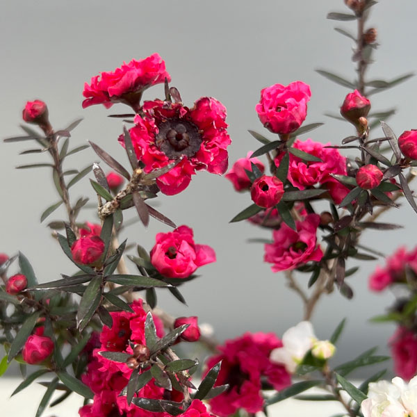 ギョリュウバイ：桃白八重（二色）3.5号ポット