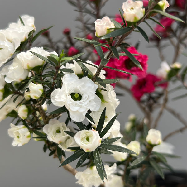 ギョリュウバイ：桃白八重（二色）3.5号ポット