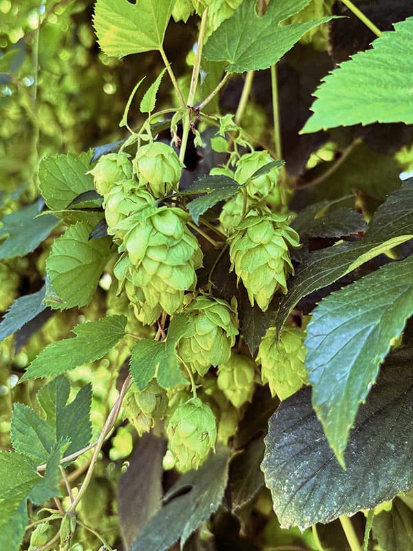[26年4月上旬予約]ホップ（セイヨウカラハナソウ）カイコガネ（甲斐黄金）雌株3号ポット*