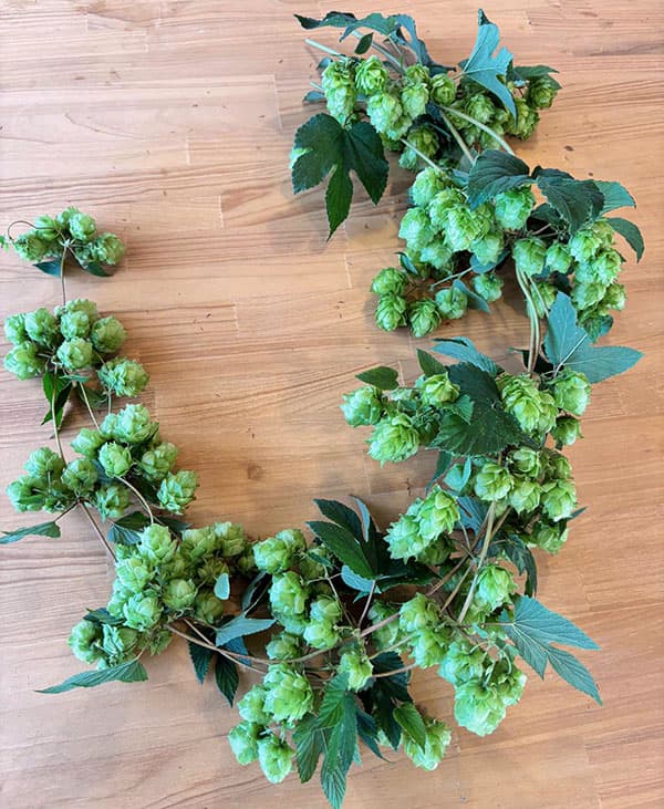 [26年4月上旬予約]ホップ（セイヨウカラハナソウ）カイコガネ（甲斐黄金）雌株3号ポット*