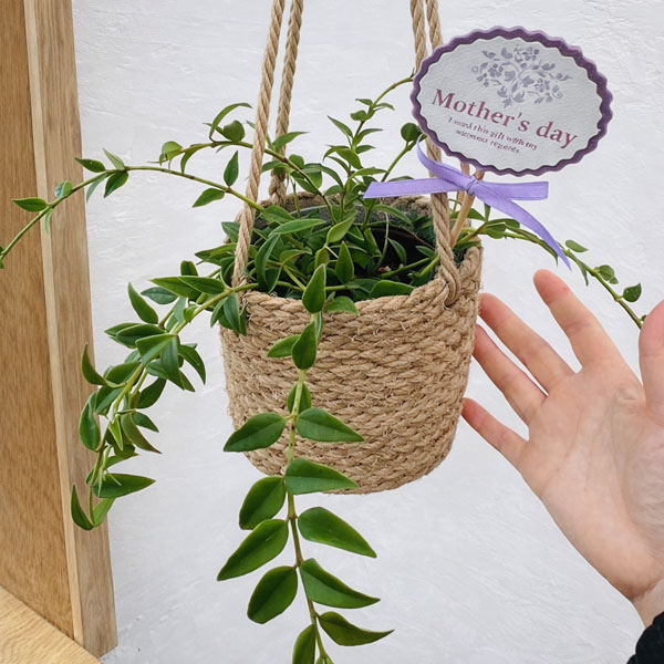 [送料無料][2026年 母の日ギフト][予約]ホヤ：ベラ 4号　ジュートのハンギングポット入り