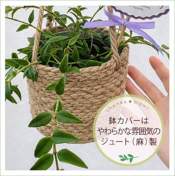 [送料無料][2026年 母の日ギフト][予約]ホヤ：ベラ 4号　ジュートのハンギングポット入り