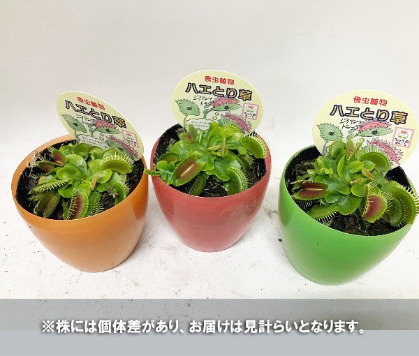 ハエトリソウ（ディオネア）：ジャイアンツトラップ　3.5号鉢入り