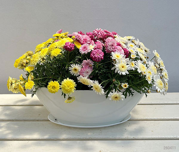 マーガレット：3色寄せ7号鉢植え（花色おまかせ）