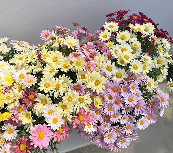 マーガレット：3色寄せ7号鉢植え（花色おまかせ）