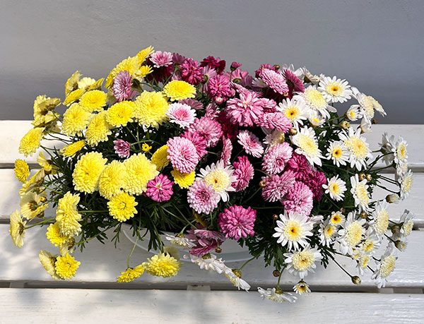 マーガレット：3色寄せ7号鉢植え（花色おまかせ）