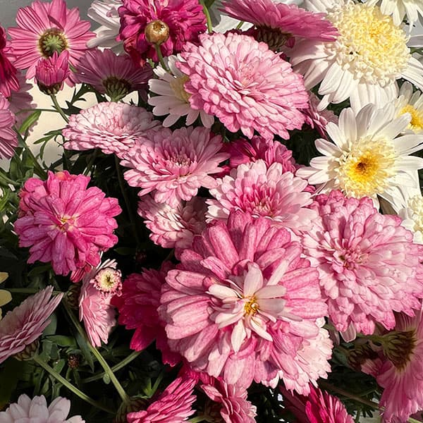 マーガレット：3色寄せ7号鉢植え（花色おまかせ）