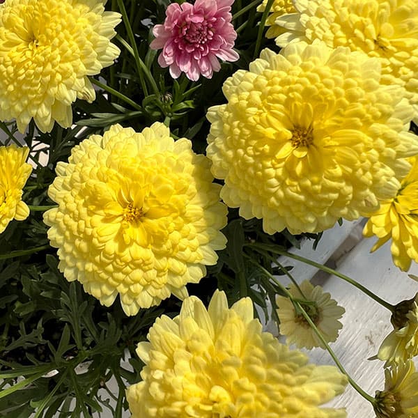 マーガレット：3色寄せ7号鉢植え（花色おまかせ）