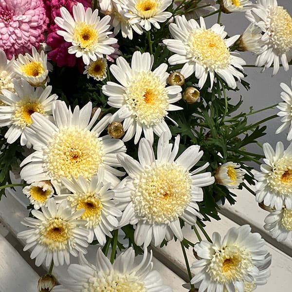 マーガレット：3色寄せ7号鉢植え（花色おまかせ）