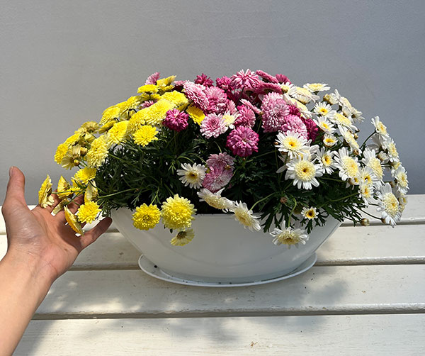 マーガレット：3色寄せ7号鉢植え（花色おまかせ）