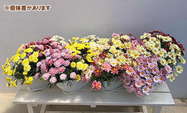 マーガレット：3色寄せ7号鉢植え（花色おまかせ）