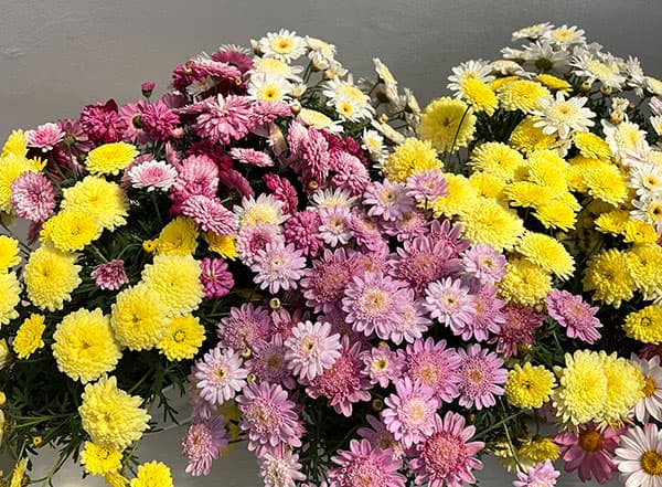 マーガレット：3色寄せ7号鉢植え（花色おまかせ）