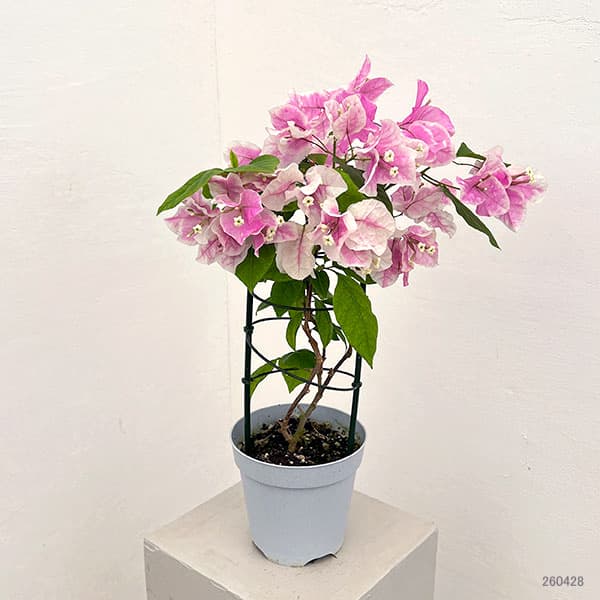 ブーゲンビレア：サンパフェ 5号鉢植え（ブーケリッチ仕立て）