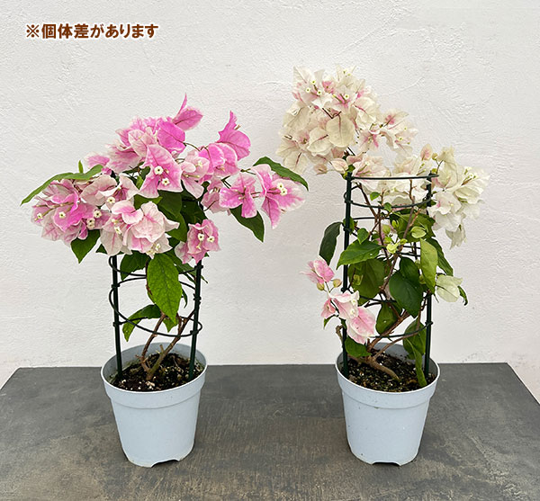 ブーゲンビレア：サンパフェ 5号鉢植え（ブーケリッチ仕立て）