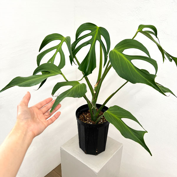 モンステラ：バールマルクスフレーム　6号鉢植え26-01