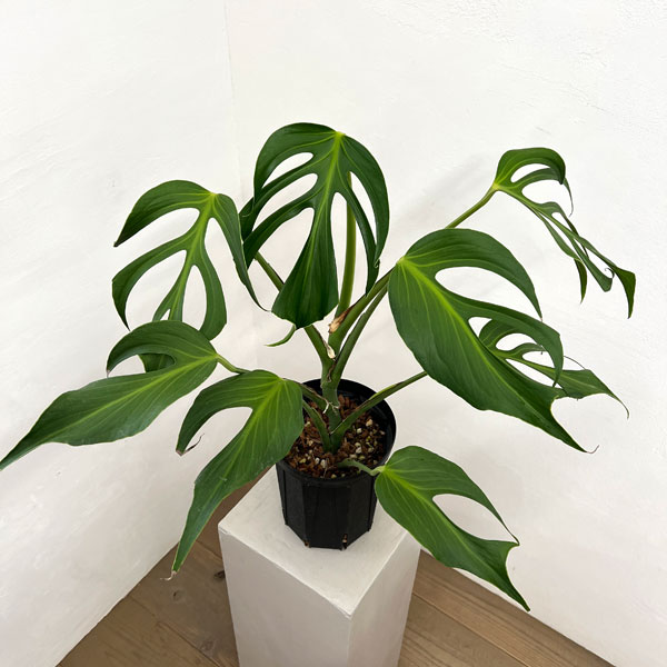 モンステラ：バールマルクスフレーム　6号鉢植え26-01