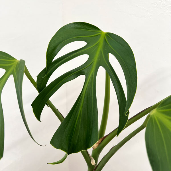 モンステラ：バールマルクスフレーム　6号鉢植え26-01