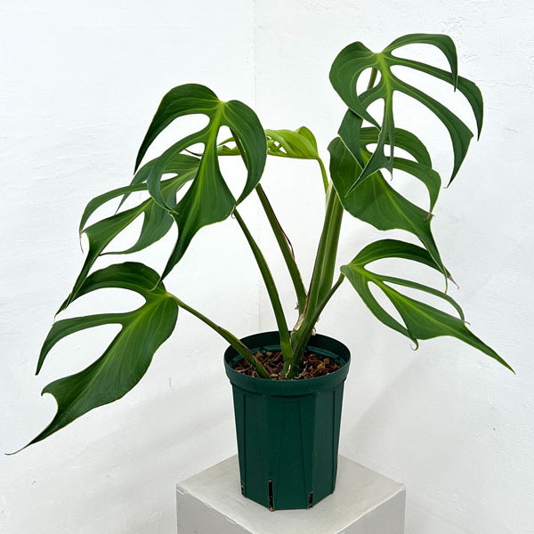 モンステラ：バールマルクスフレーム　6号鉢植え26-02