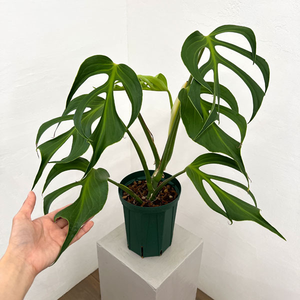 モンステラ：バールマルクスフレーム　6号鉢植え26-02