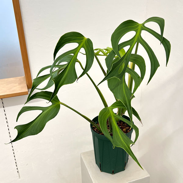 モンステラ：バールマルクスフレーム　6号鉢植え26-02