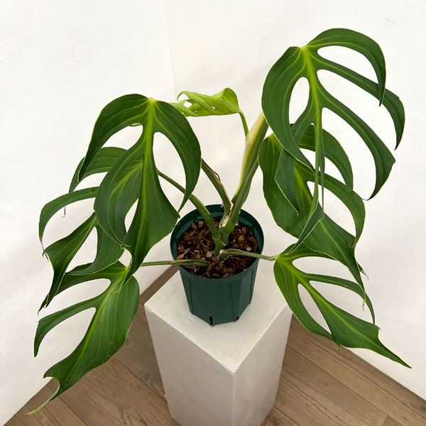 モンステラ：バールマルクスフレーム　6号鉢植え26-02
