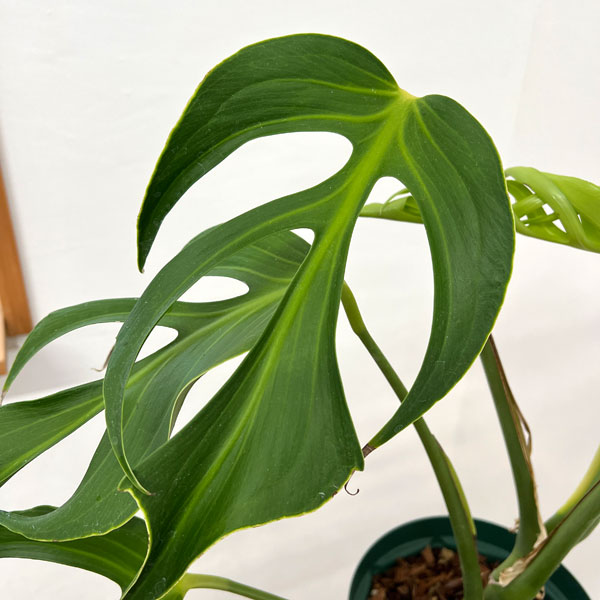 モンステラ：バールマルクスフレーム　6号鉢植え26-02