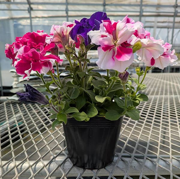 ペチュニア：デュオ3色植え（ローズ＆ホワイト/ブルー/ローズ）3.5号ポット