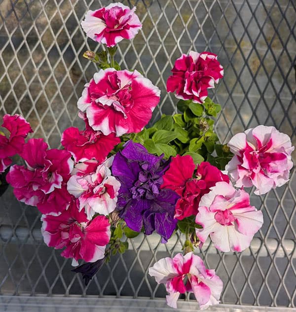 ペチュニア：デュオ3色植え（ローズ＆ホワイト/ブルー/ローズ）3.5号ポット