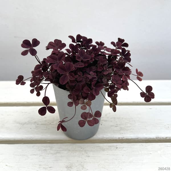 クローバー・ウィリアム2.5号ポット