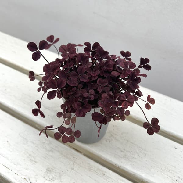 クローバー・ウィリアム2.5号ポット