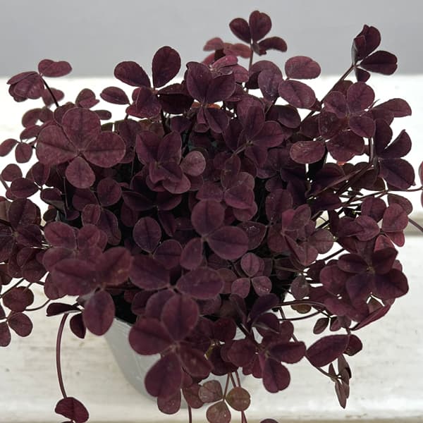 クローバー・ウィリアム2.5号ポット