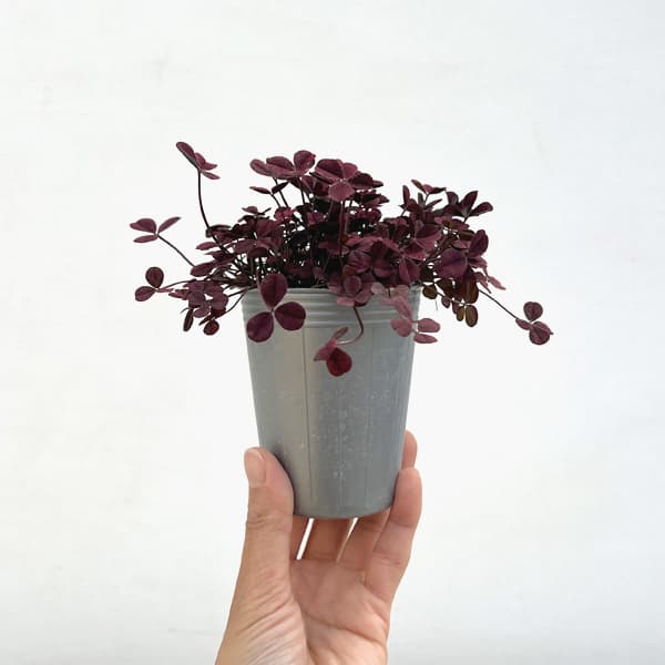 クローバー・ウィリアム2.5号ポット