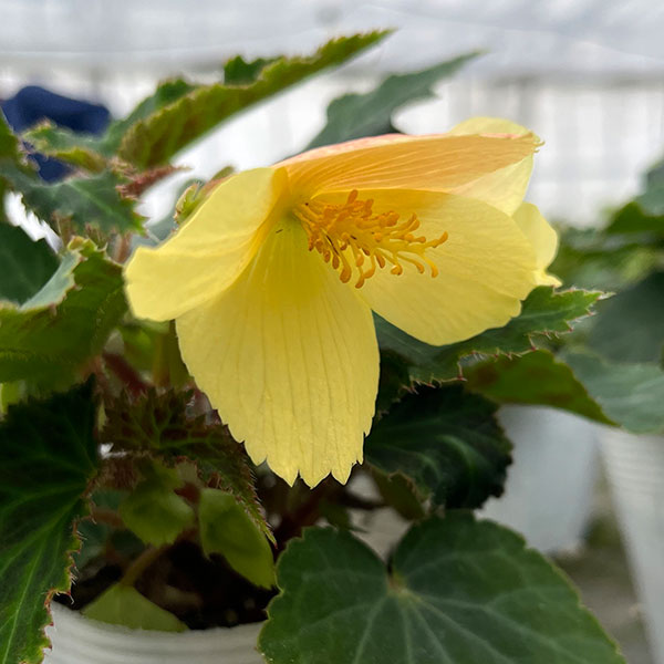 ベゴニア：ポッピングスター　イエロー3.5号ポット