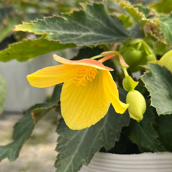 ベゴニア：ポッピングスター　イエロー3.5号ポット